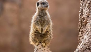 Fun Educational Activities from Paultons Park!