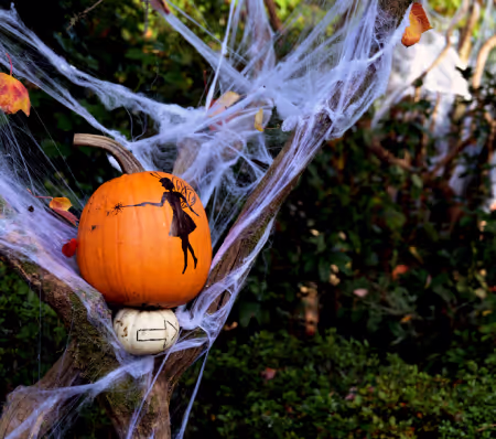 Explore the Fairy Garden