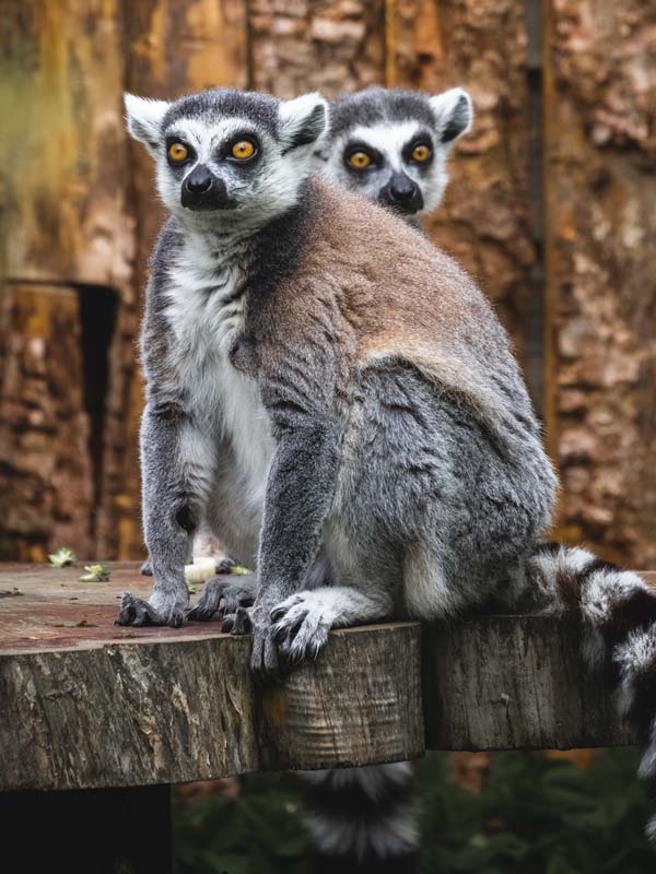 Ring-tailed lemurs sitting together in the animal area at Paultons Park