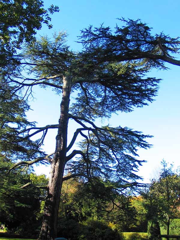 Tall cedar tree in Main Gardens at Paultons Park