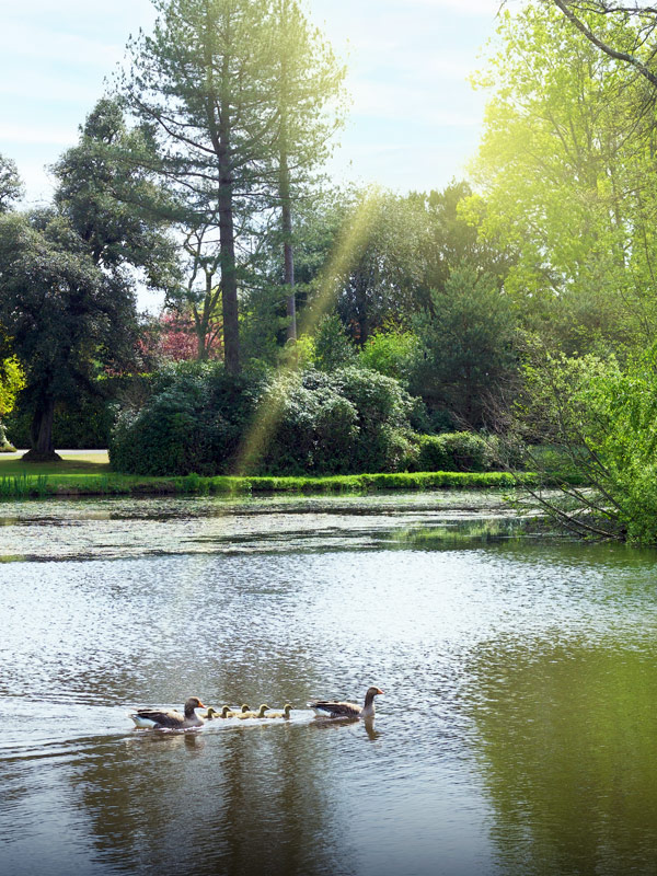 Family of ducks swimming across the lake at Lake and Weir in Paultons Park