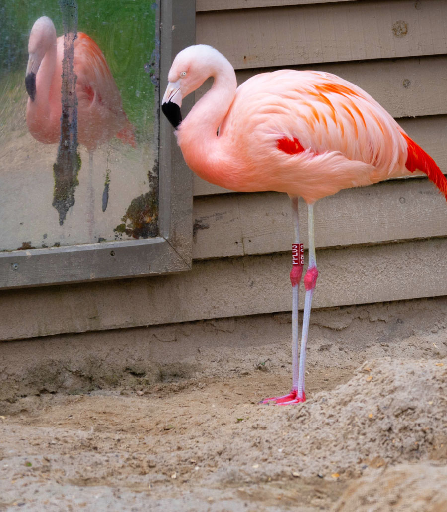Chilean flamingo in side profile at Paultons Park showing long legs and curved neck