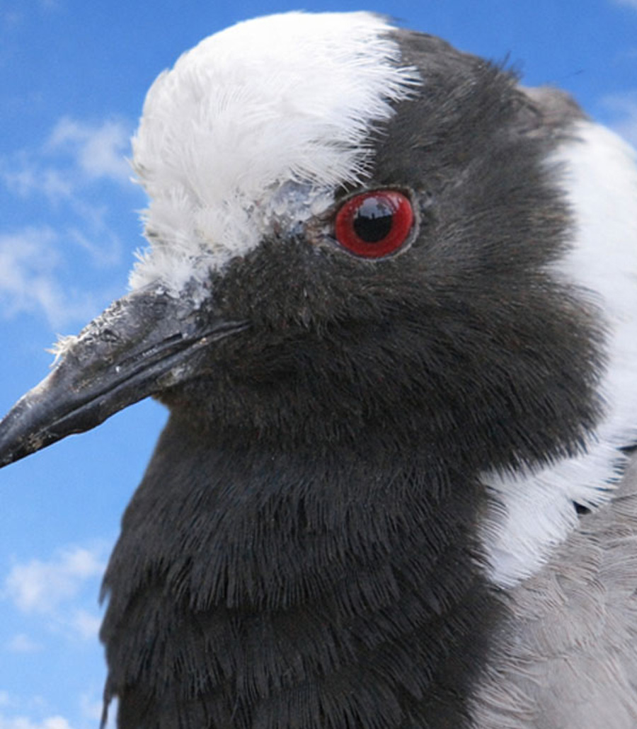 Detailed head shot of a Blacksmith Plover highlighting red eye and beak at Paultons Park