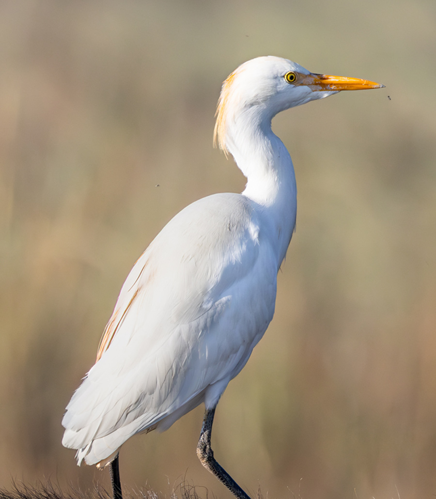 Close up head detail of a Cattle Egret at Paultons Park