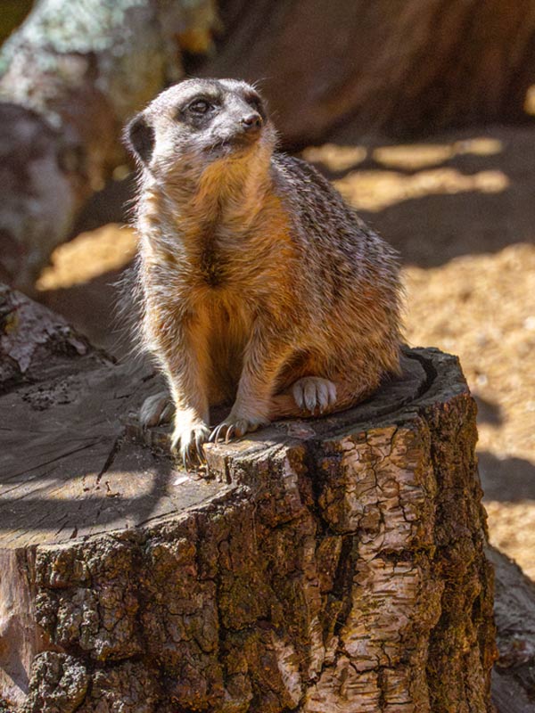 Slender Tailed Meerkat at Paultons Park