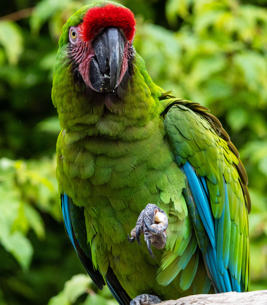 Detailed headshot of a Military Macaw at Paultons Park showing textured facial markings and red forehead