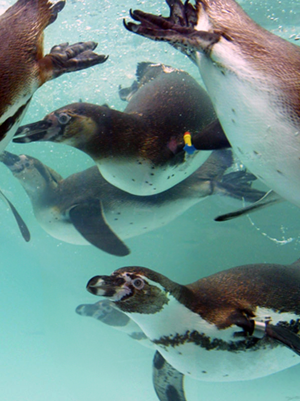Humboldt penguins swimming underwater at Paultons Park