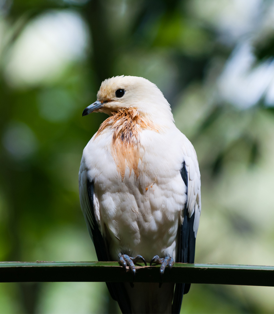 Detailed view of a Pied Imperial Pigeon at Paultons Park