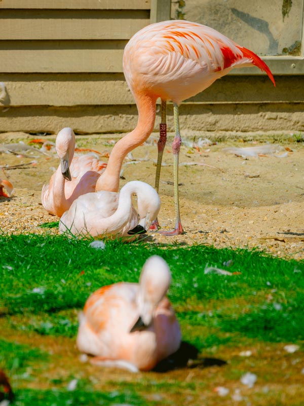 Group of Chilean flamingos resting together on grass and sand at Paultons Park animal enclosure