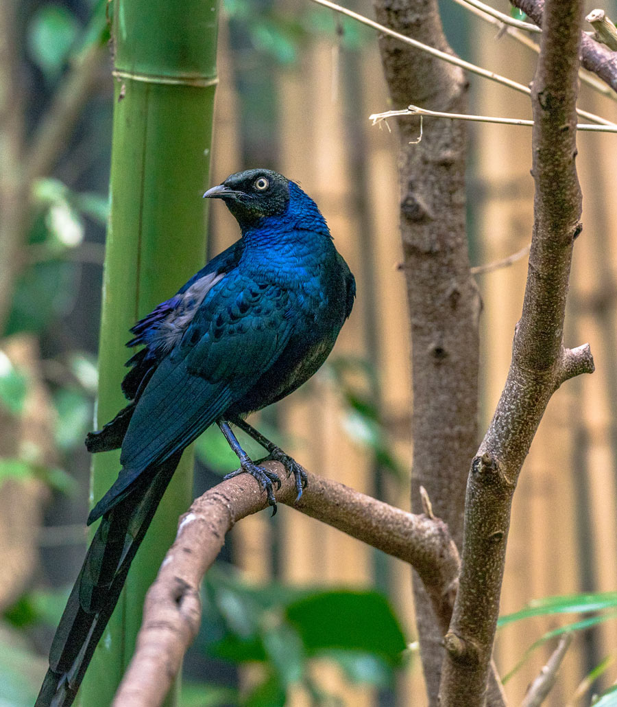 Close view of a Long-Tailed Glossy Starling at Paultons Park showing detailed iridescent feathers
