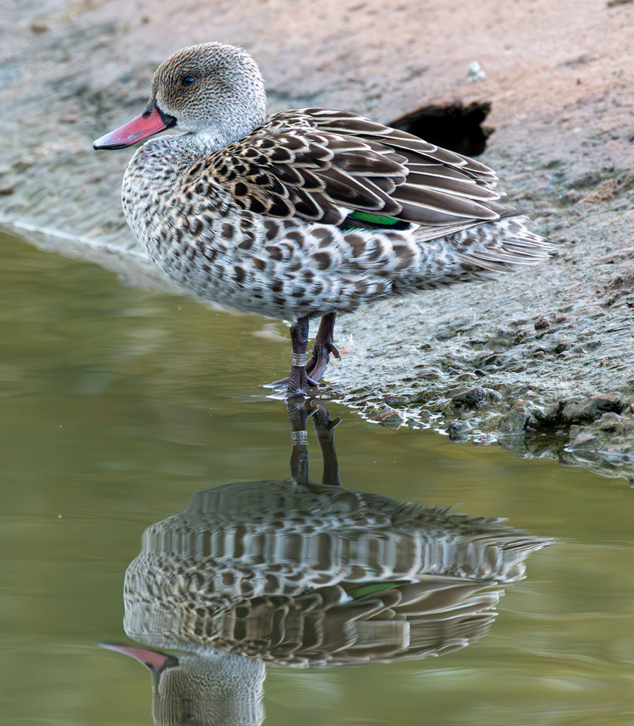 Cape Teal duck reflected in water at Paultons Park