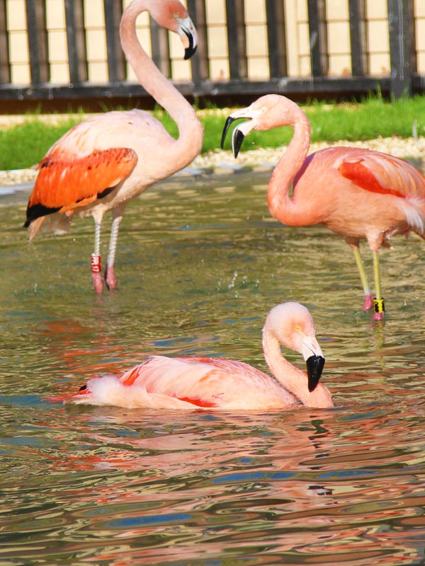 Close up of Chilean flamingo showing detailed pink and coral feathers at Paultons Park