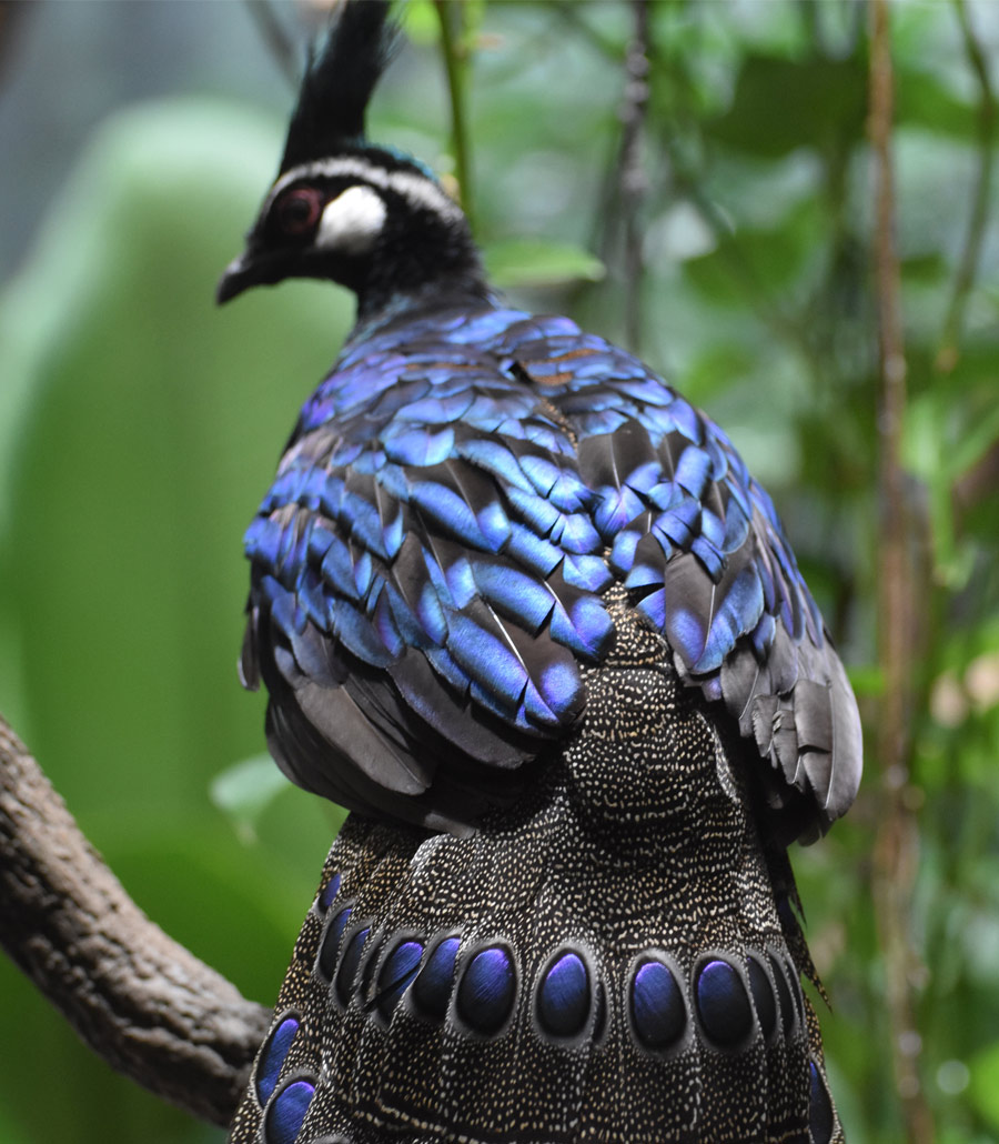 Detailed view of Palawan peacock pheasant feathers at Paultons Park