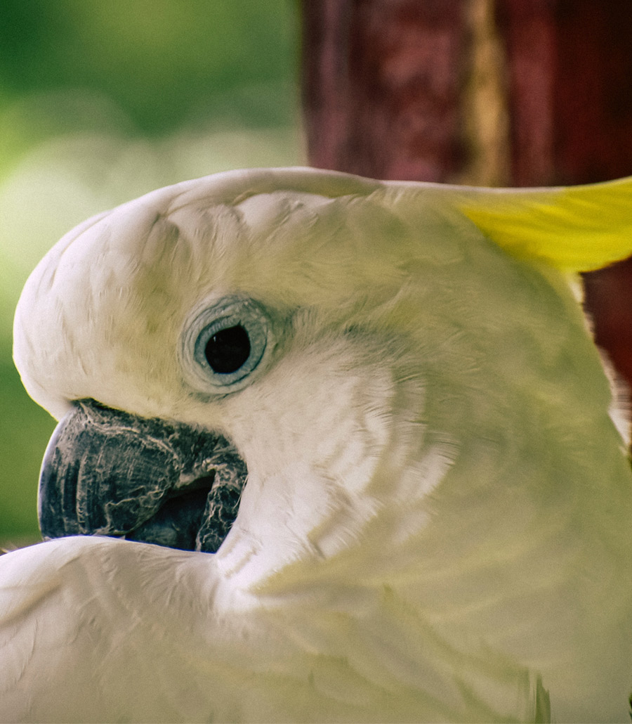 Close up of Eleonora Cockatoo at Paultons Park showing detailed white plumage and textured beak