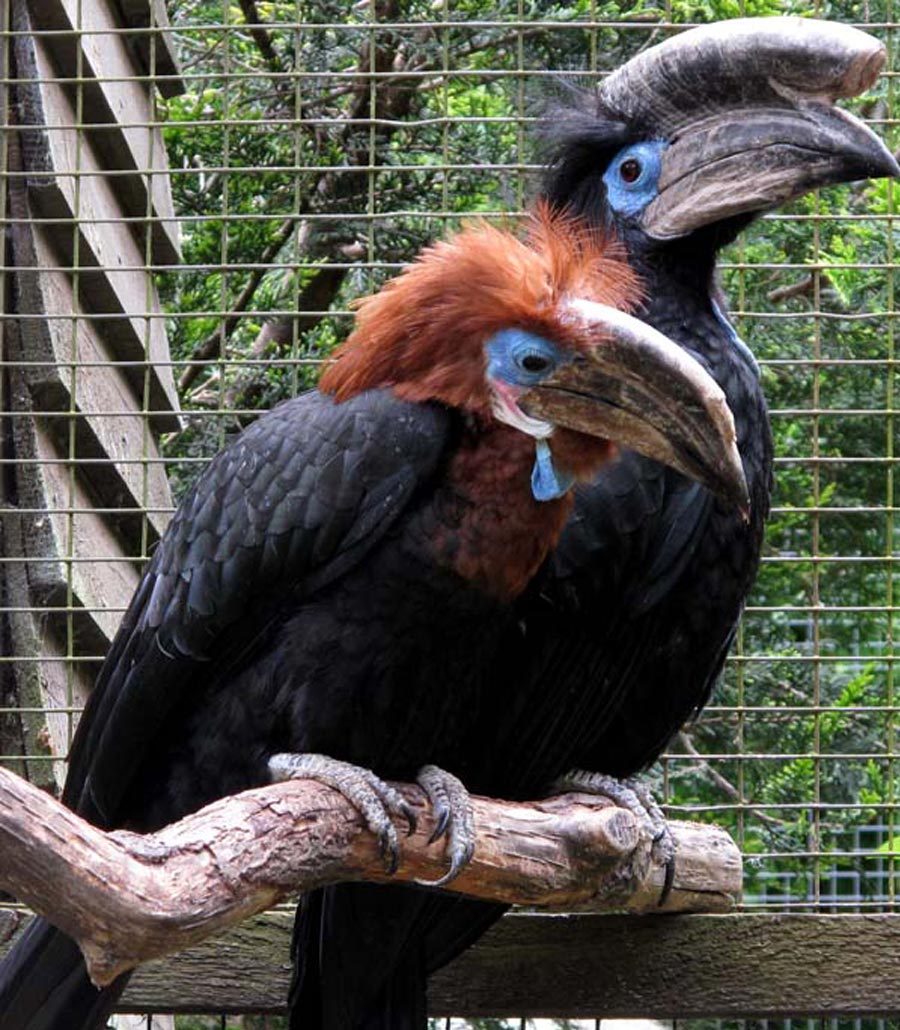 Two Black Casqued Wattled Hornbills resting side by side on a branch at Paultons Park