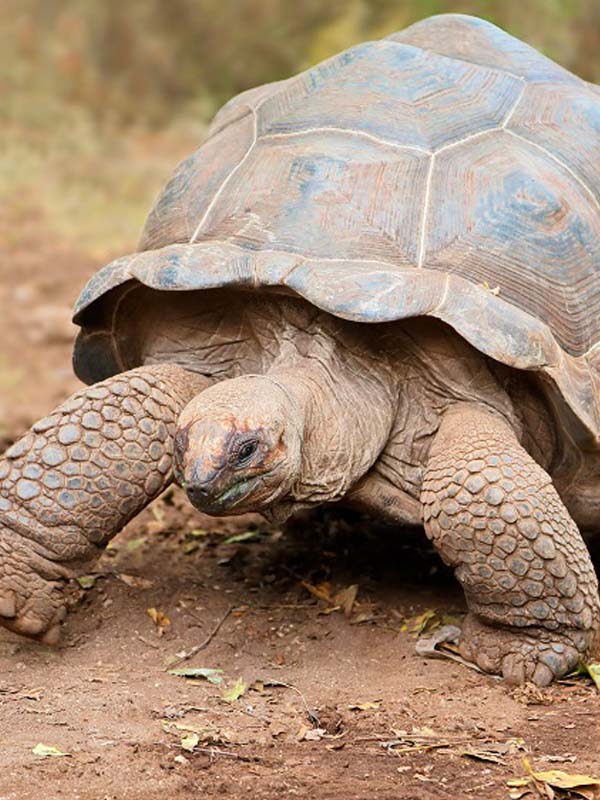 Close-up of an Aldabra tortoise at Paultons Park showing detailed shell and textured legs
