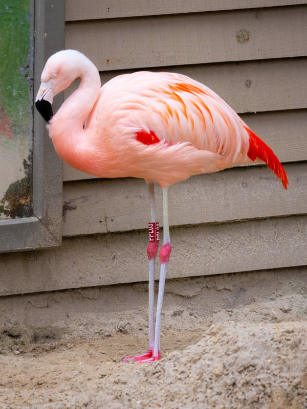 Chilean flamingos wading and swimming in shallow water at Paultons Park