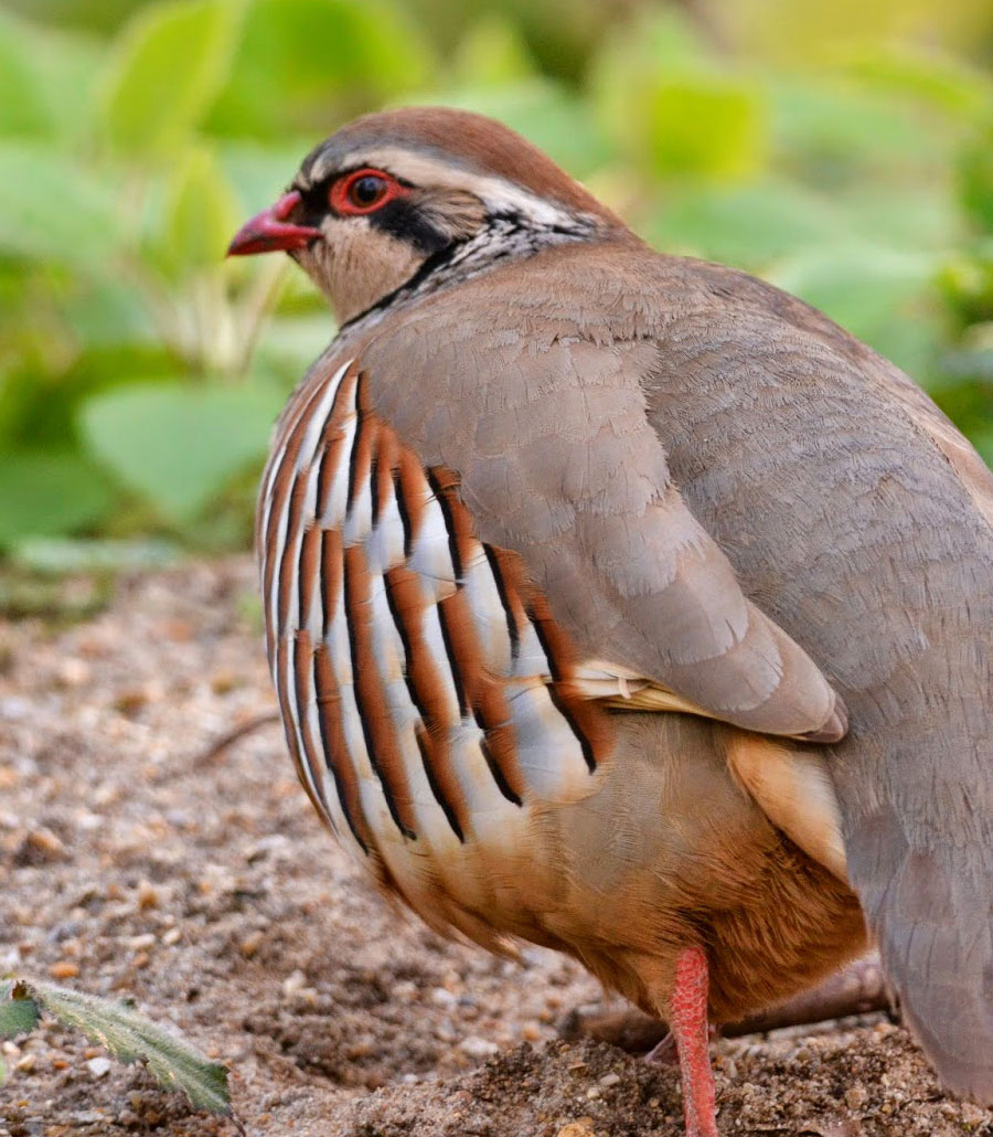 Head detail of a Collared Hill Partridge at Paultons Park showing eye ring and beak markings