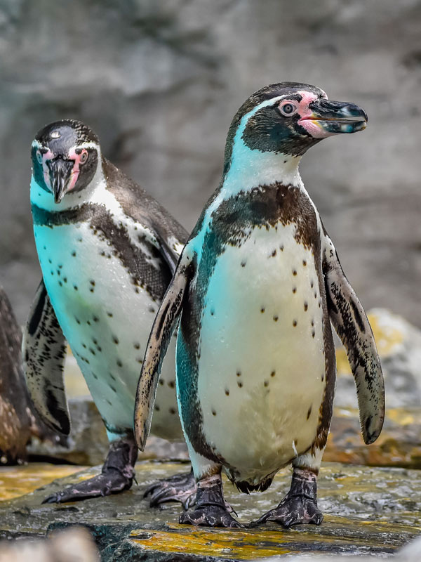 Humboldt penguin walking beside the water at Paultons Park