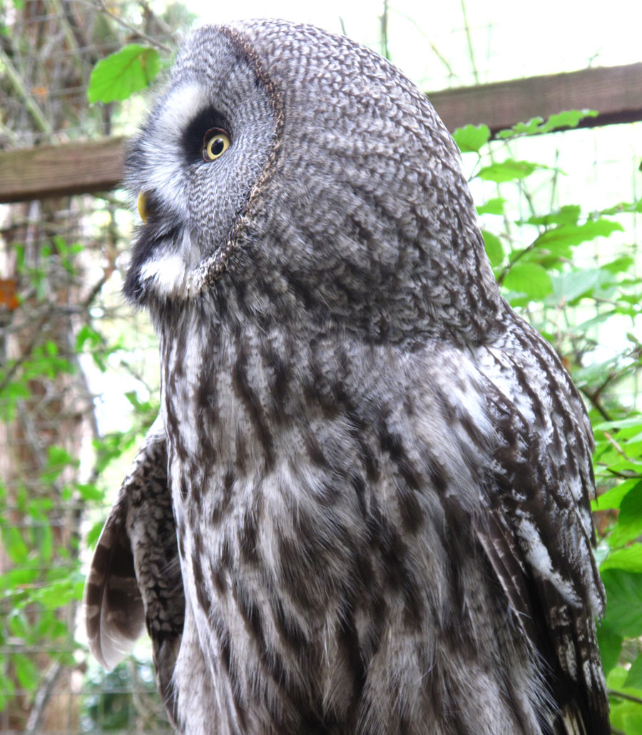Side profile of a Great Grey Owl at Paultons Park highlighting its facial disc and layered grey plumage