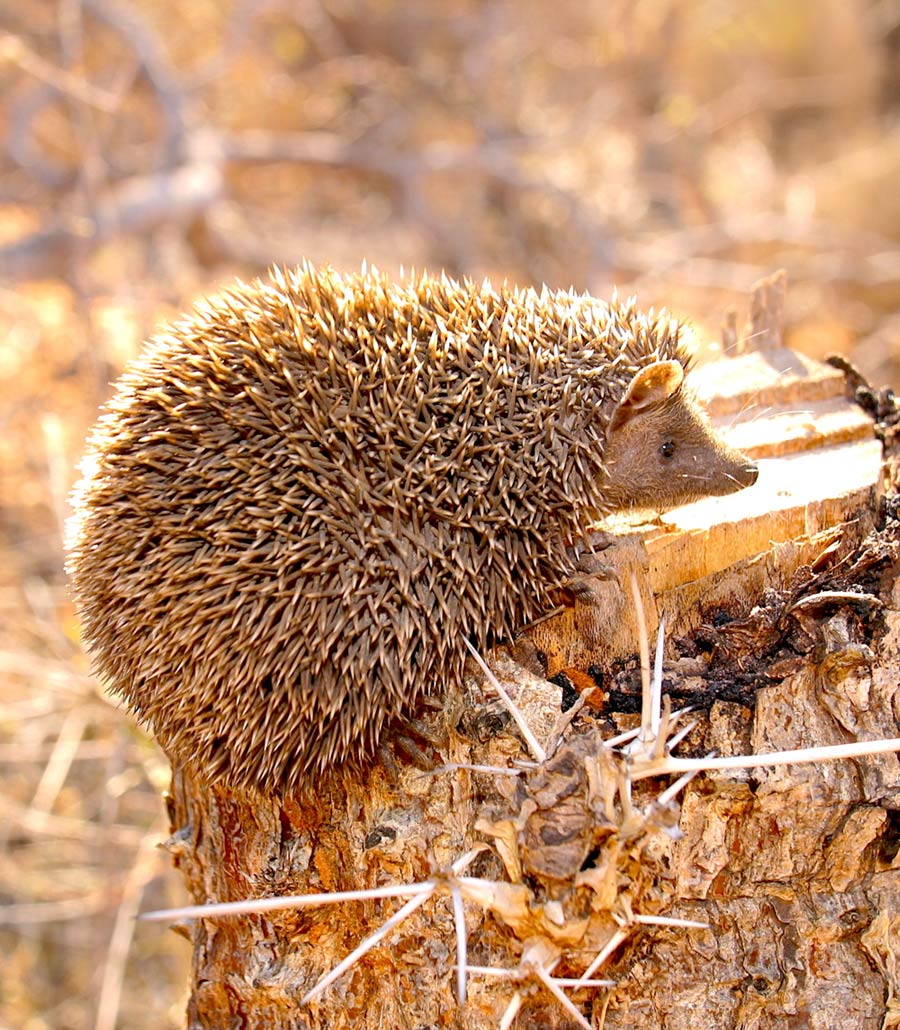 Detailed view of lesser hedgehog tenrec spines at Paultons Park