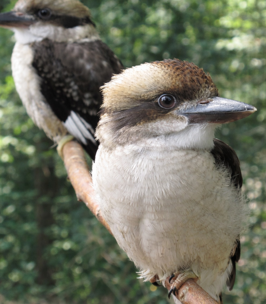 Two Laughing Kookaburras perched on a branch at Paultons Park surrounded by greenery