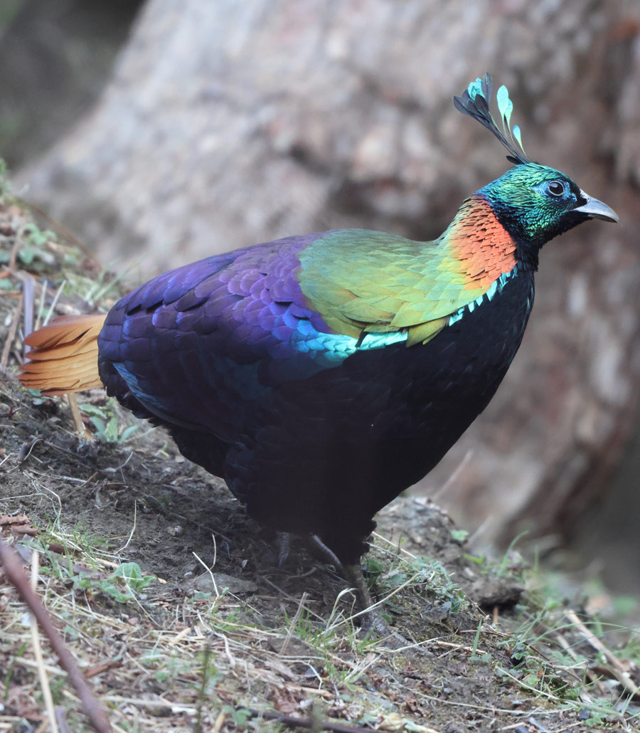 Detailed view of Himalayan Monal at Paultons Park showing vivid rainbow coloured feathers