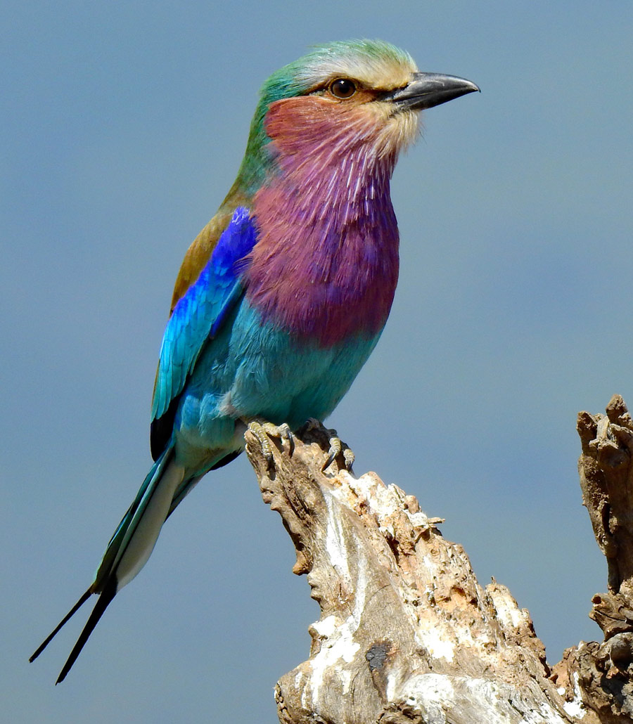 Lilac-breasted roller resting on a leafy branch at Paultons Park with vivid pastel and blue plumage