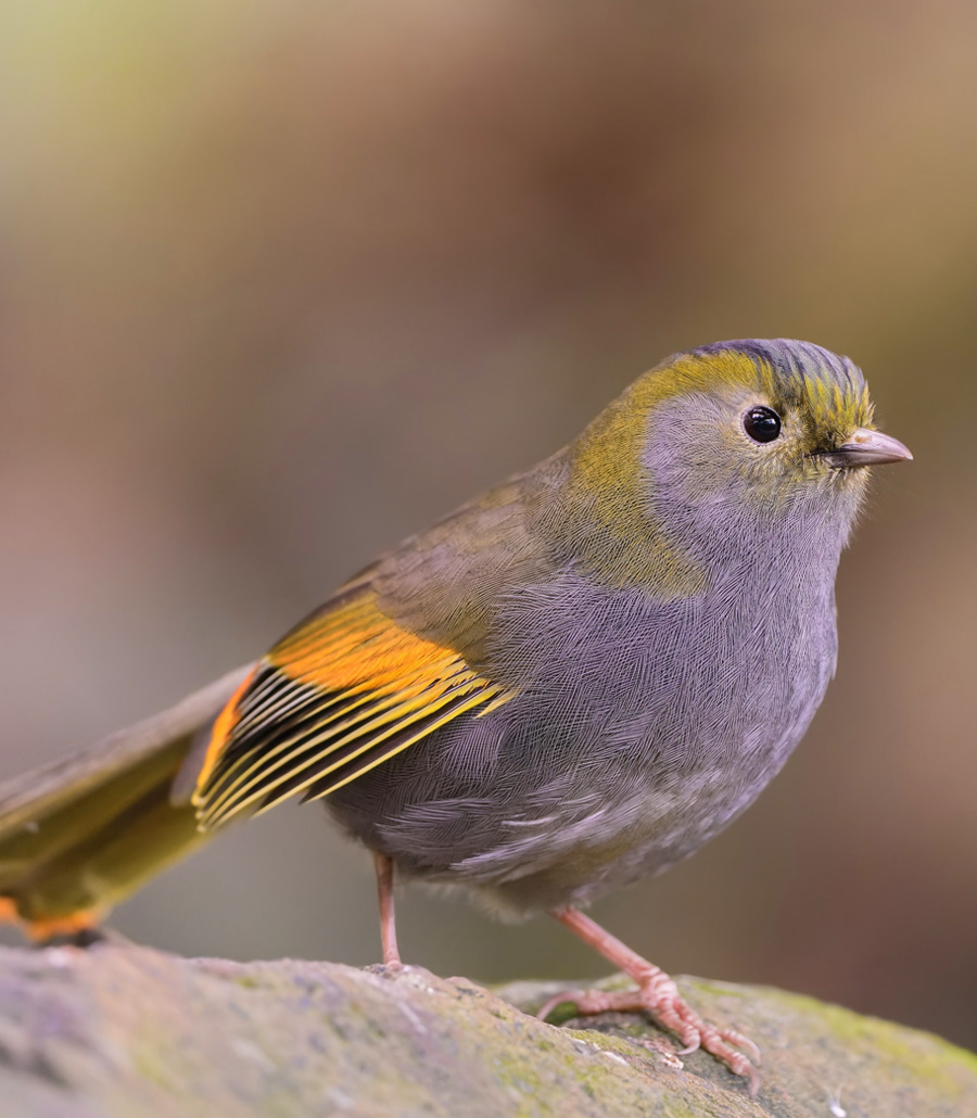 Omei Shan Babbler perched on a branch at Paultons Park