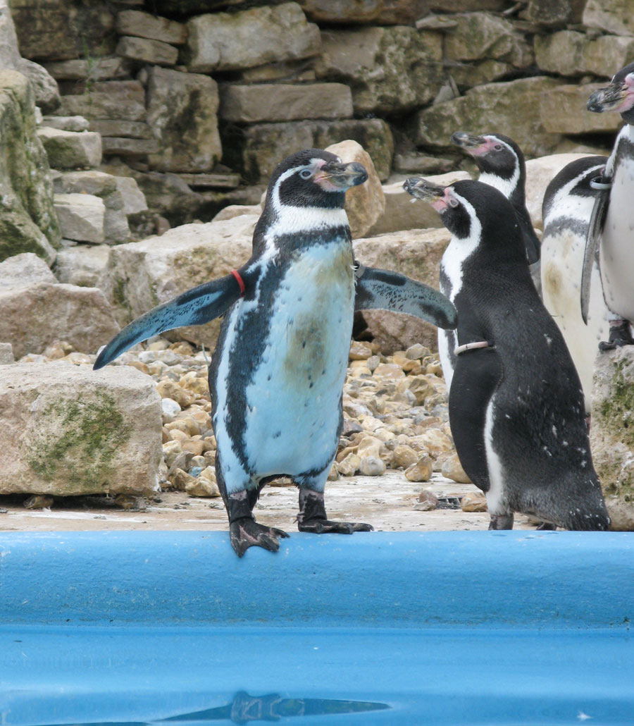 Close up of a Humboldt penguin by the water at Paultons Park