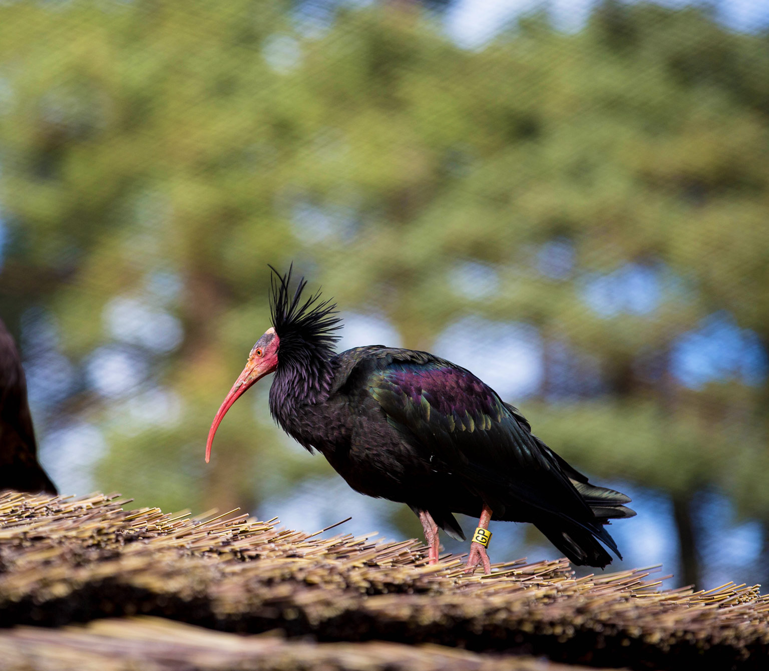 Northern Bald Ibis standing on a thatched roof at Paultons Park with distinctive red face and long curved beak