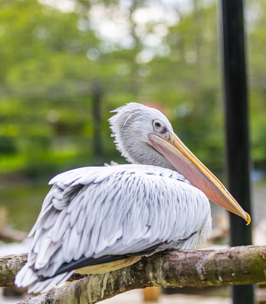 Close-up of a pink-backed pelican’s head and beak at Paultons Park