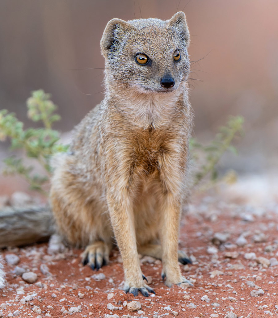 Yellow mongoose side profile in sandy enclosure at Paultons Park