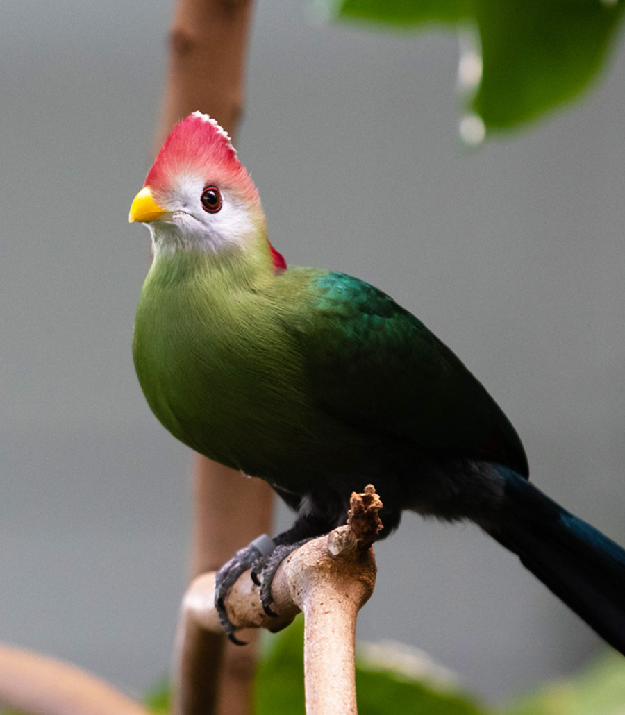 Side profile of a Red-Crested Turaco perched on a branch at Paultons Park