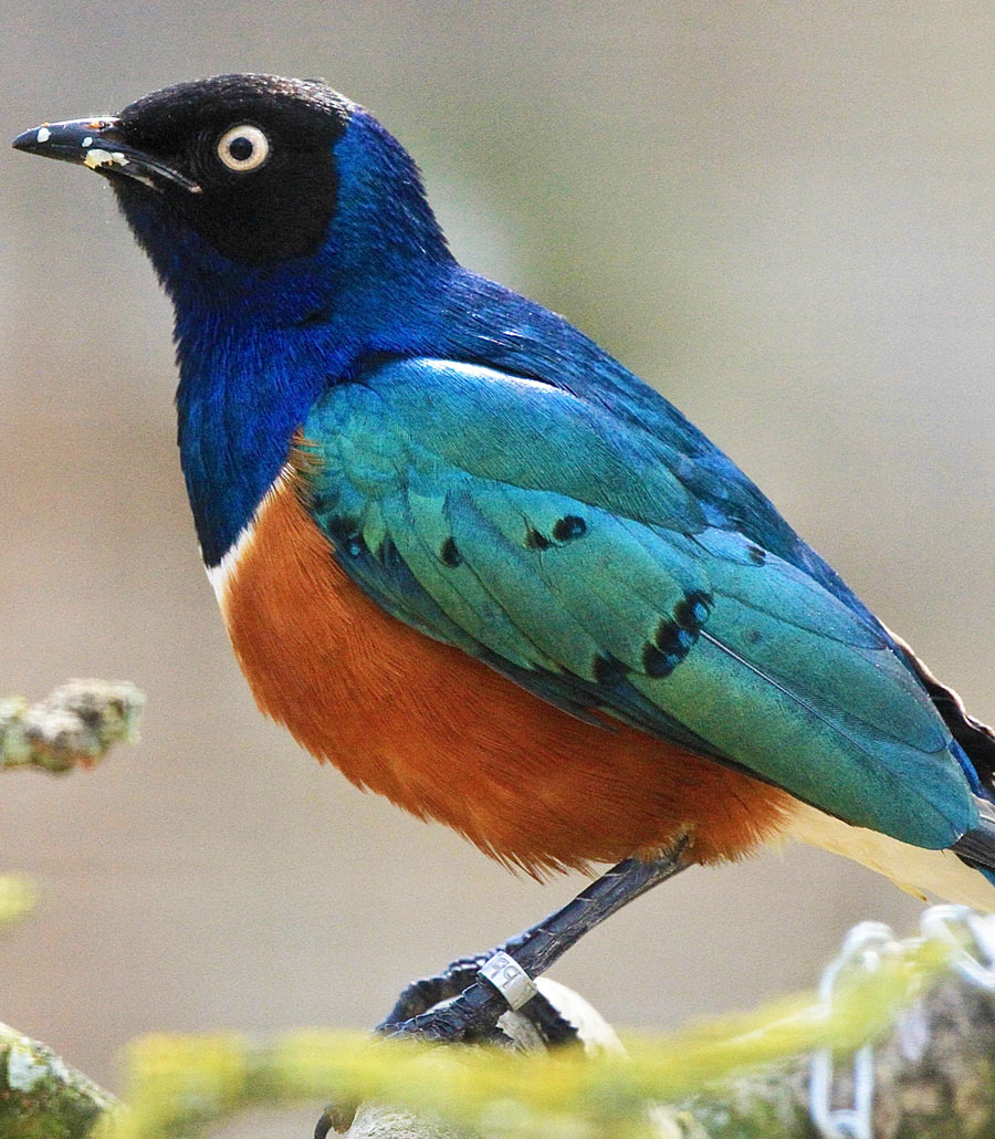 Additional image of a Superb Spreo Starling at Paultons Park highlighting detailed feather texture and vivid colouring