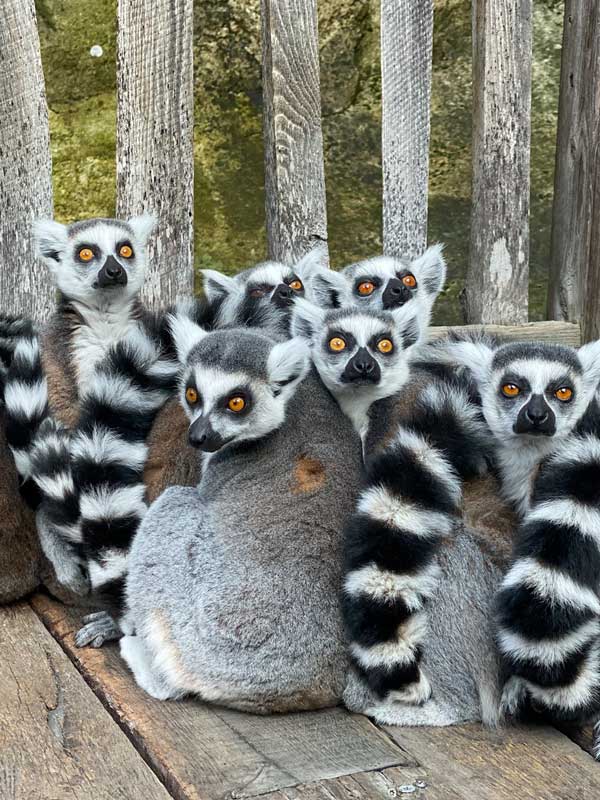 Group of ring-tailed lemurs resting together on a wooden platform at Paultons Park