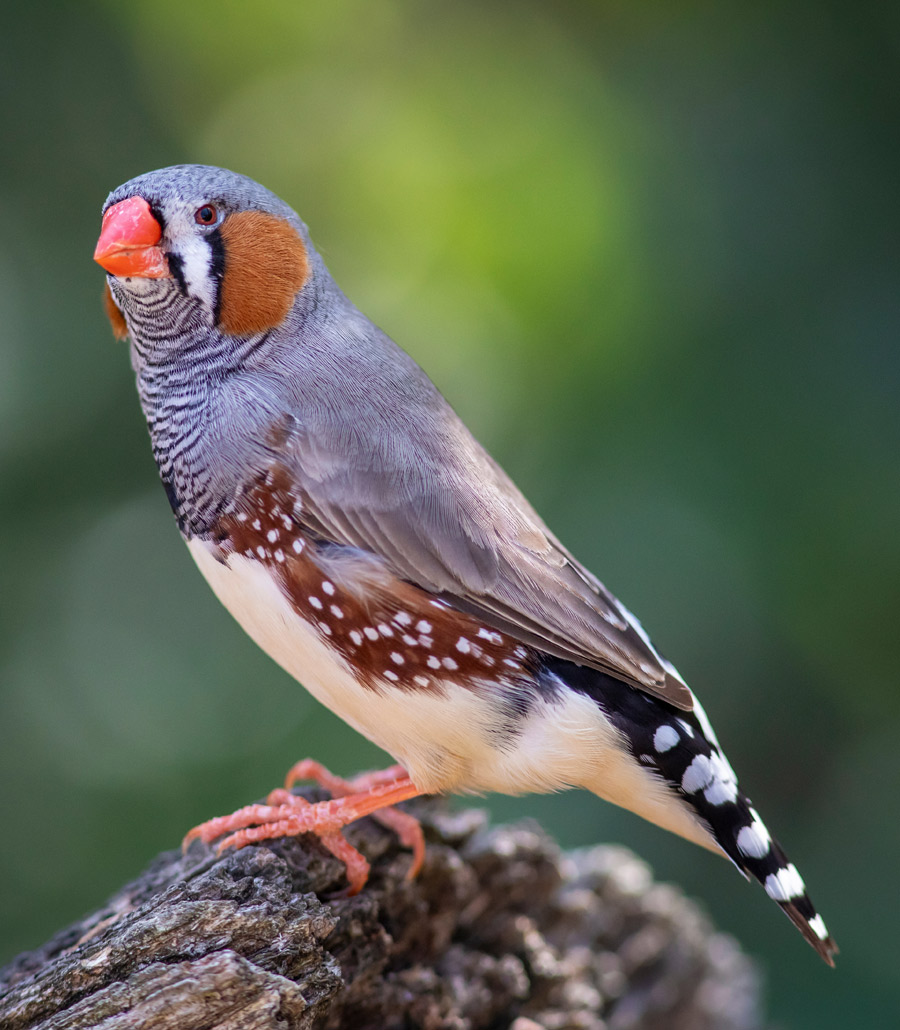 Detailed view of a Timor Zebra Finch at Paultons Park highlighting its patterned chest and colourful facial markings