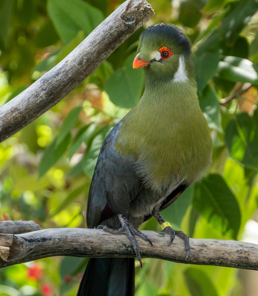 Full body view of a White-Cheeked Turaco perched on a branch at Paultons Park with long dark tail visible