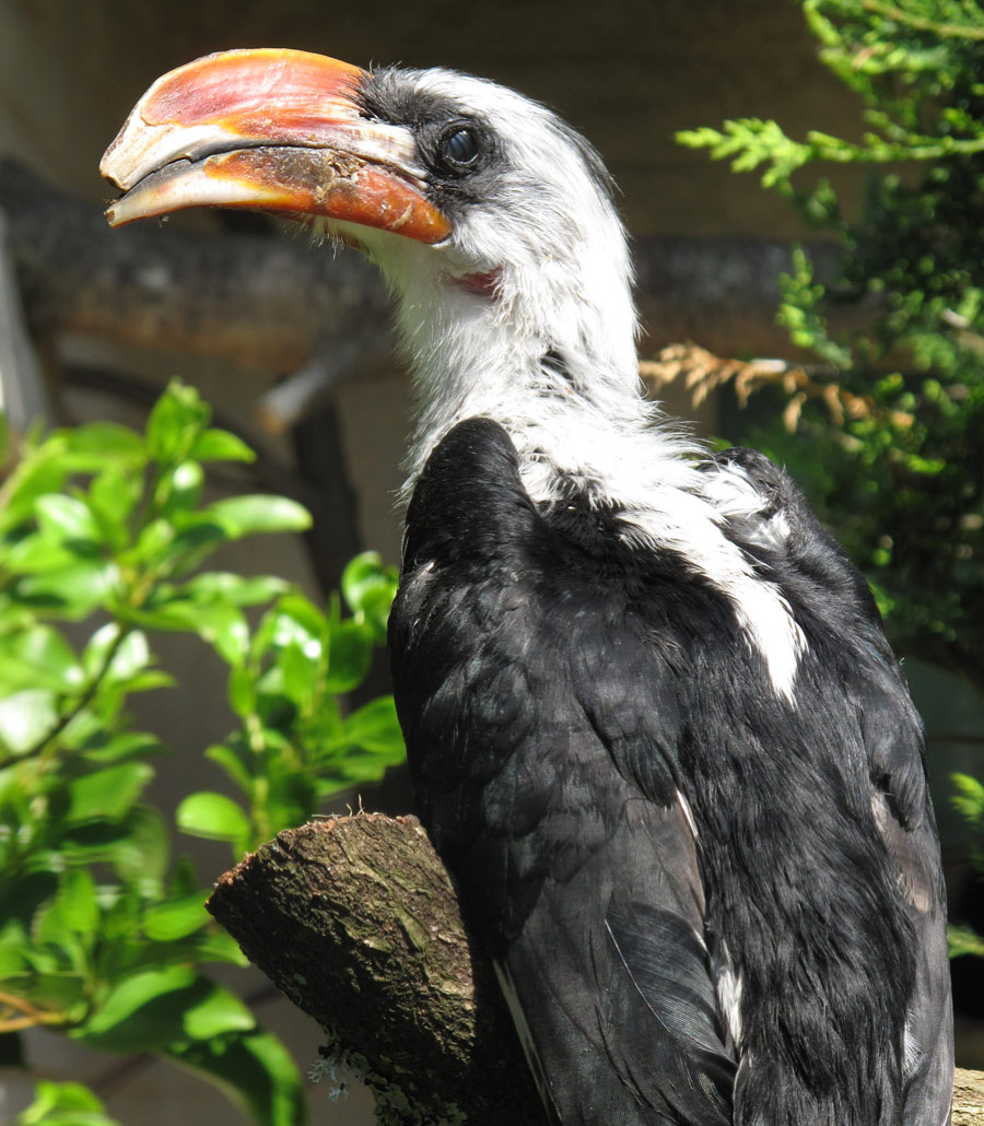 Additional close-up image of Von Der Decken's Hornbill beak and eye at Paultons Park