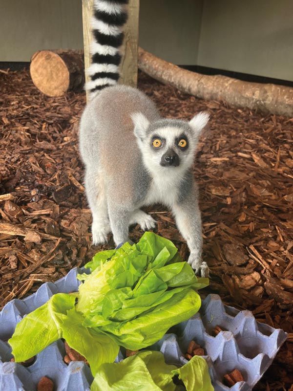 Ring-tailed lemur standing by fresh lettuce inside the enclosure at Paultons Park