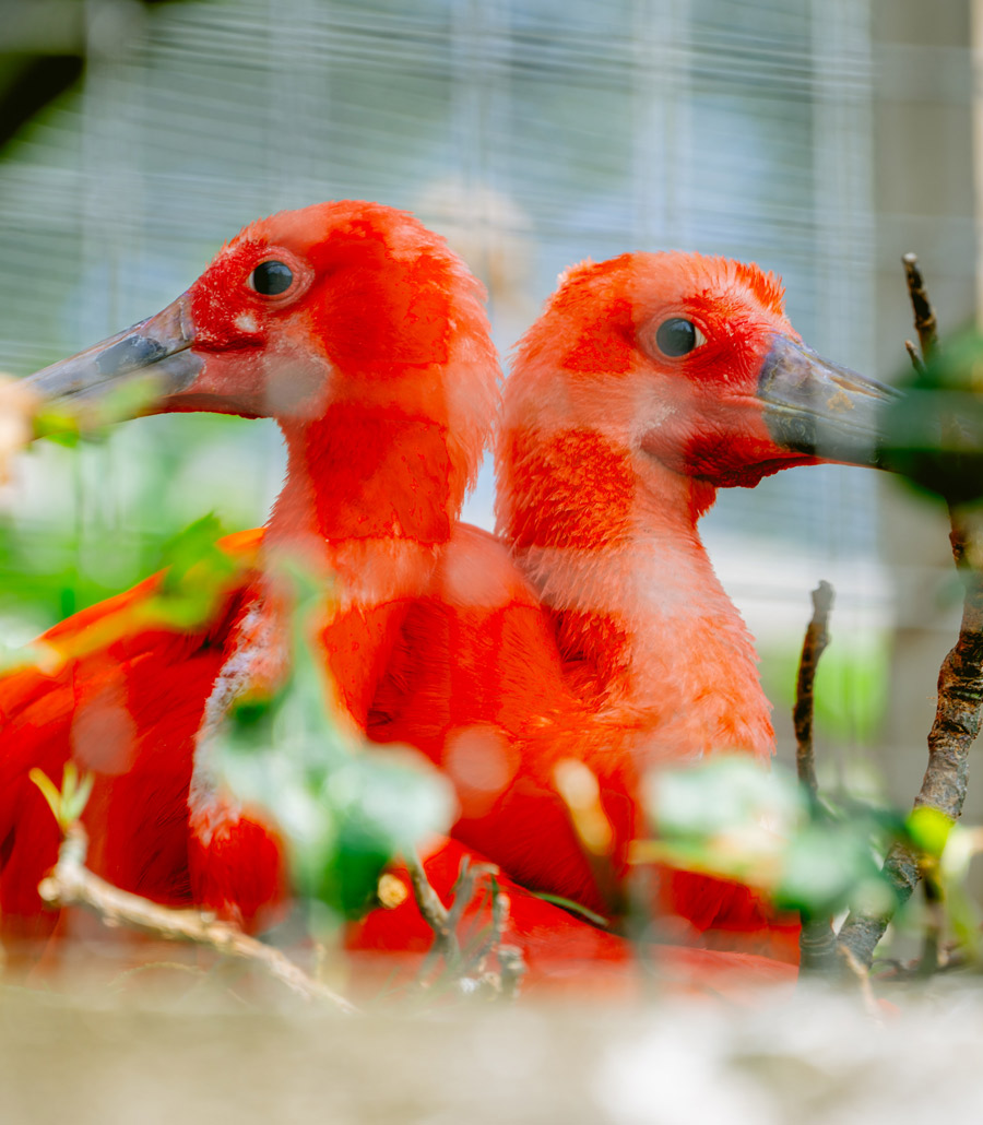 Close-up of Scarlet Ibis red feathers at Paultons Park