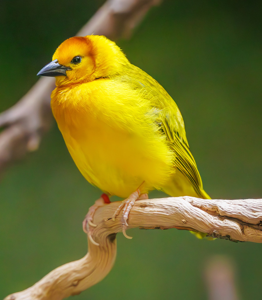 Taveta Golden Weaver perched on a branch at Paultons Park displaying vivid golden yellow plumage