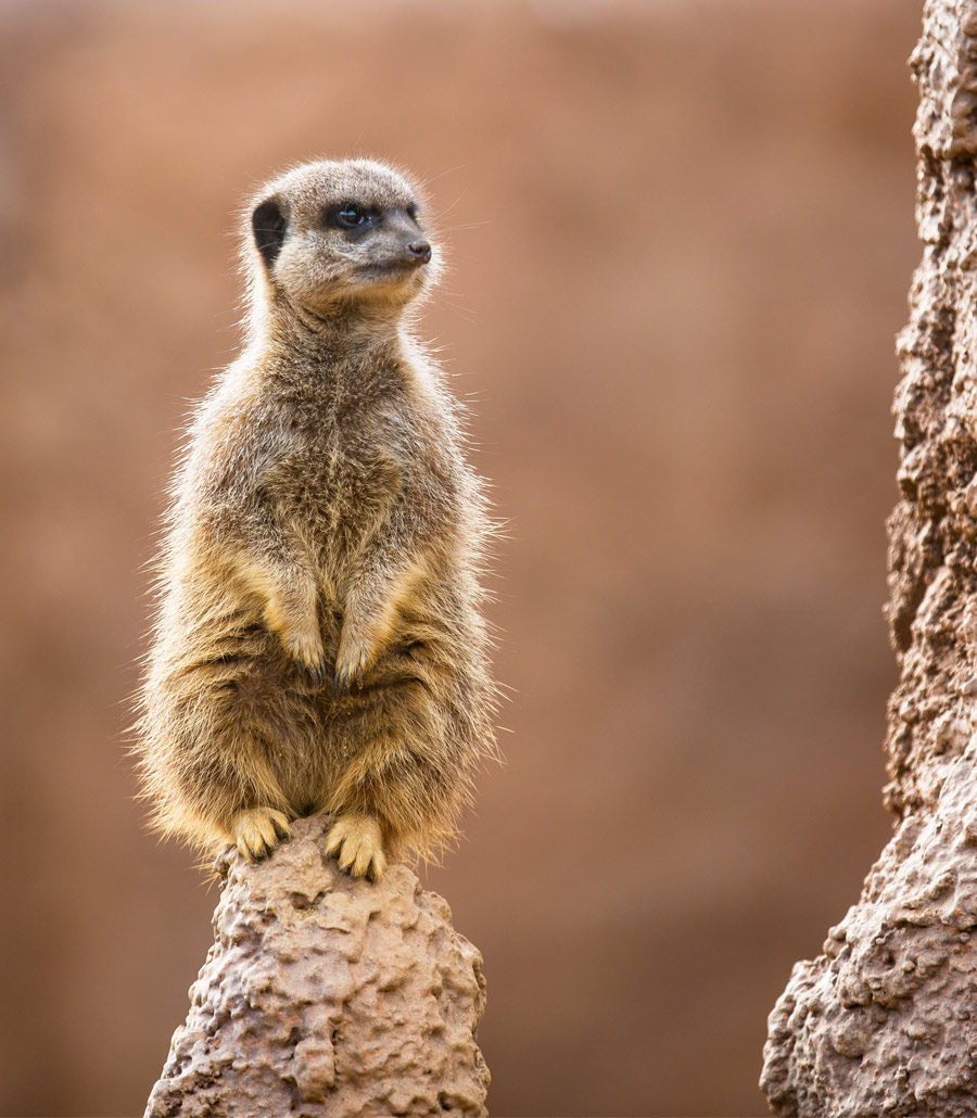 Close-up of a slender-tailed meerkat looking towards the camera at Paultons Park