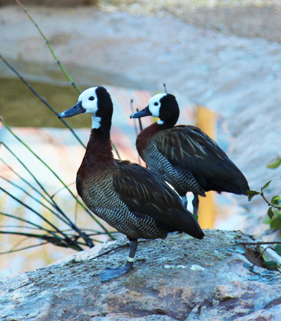 Detailed portrait of a White-Faced Whistling Duck showing patterned feathers at Paultons Park