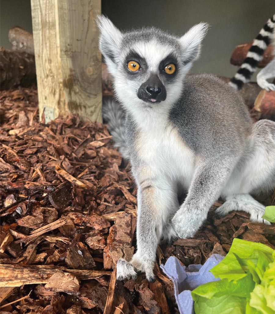 Ring-tailed lemur looking at the camera inside the enclosure at Paultons Park