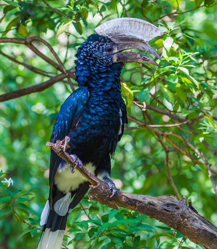 Silvery Cheeked Hornbill perched among foliage at Paultons Park