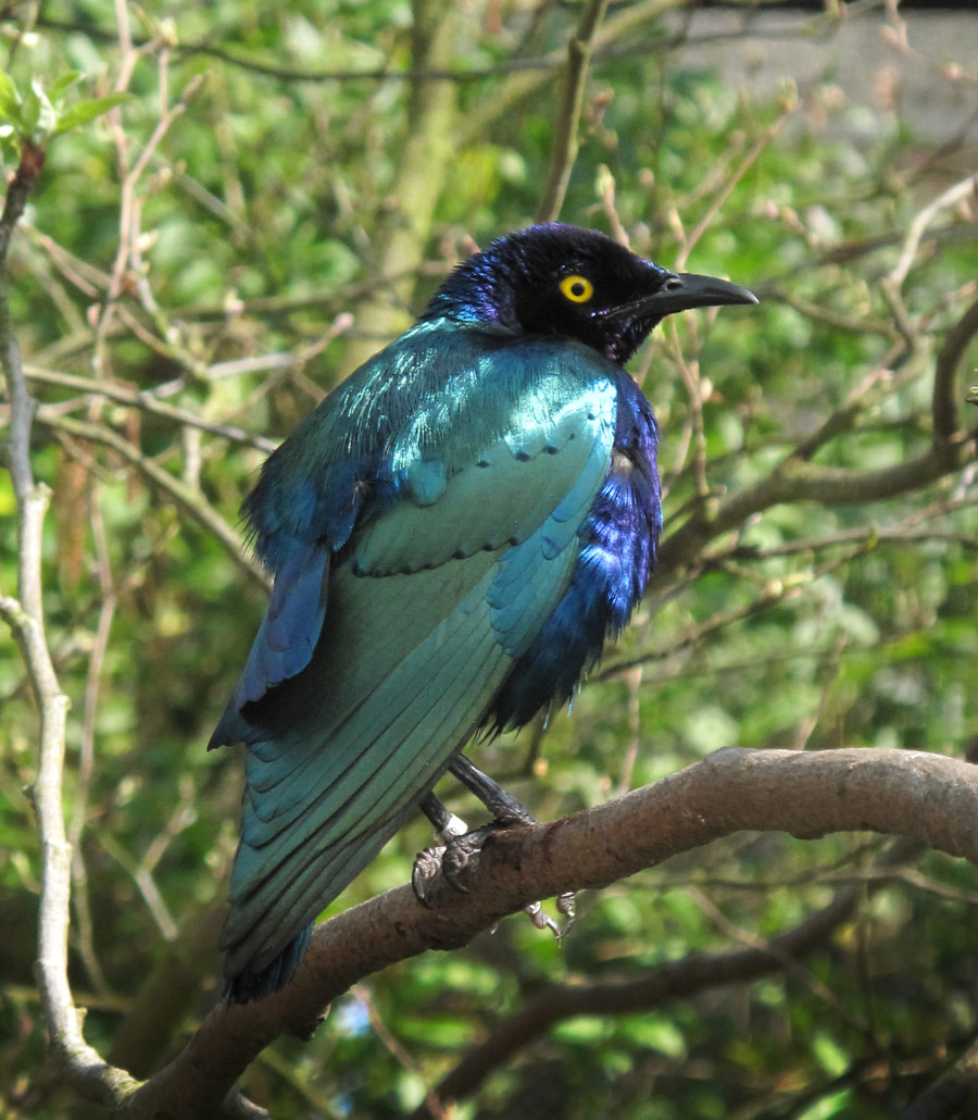 Close-up of a Purple Glossy Starling with iridescent plumage at Paultons Park