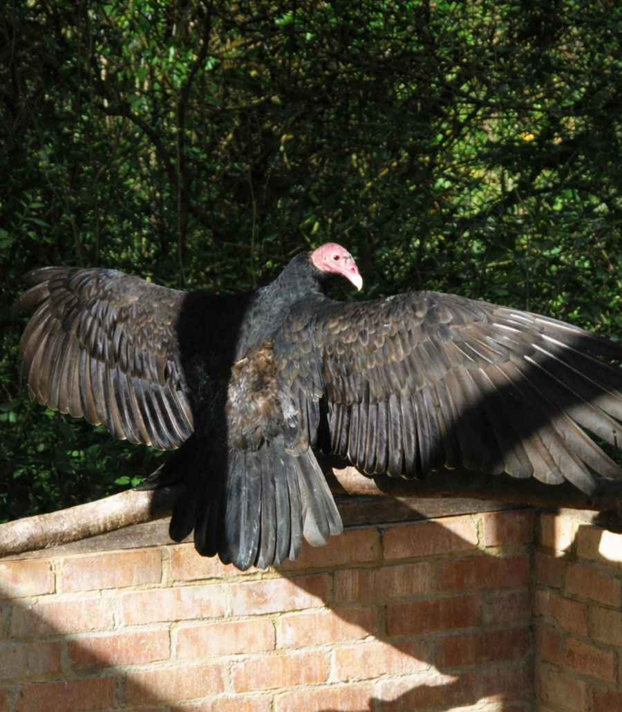 Turkey Vulture at Paultons Park spreading its wings while standing on a brick wall in the animal enclosure