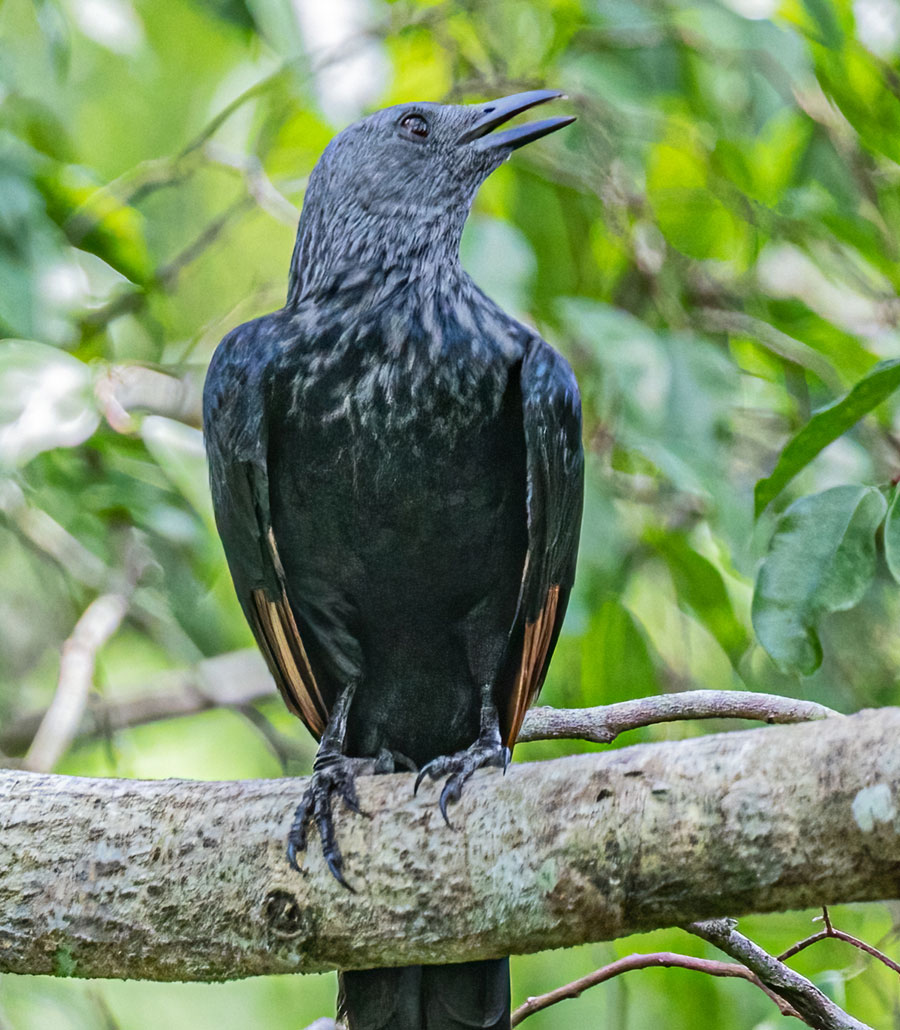 Red-Winged Starling front view perched in foliage at Paultons Park