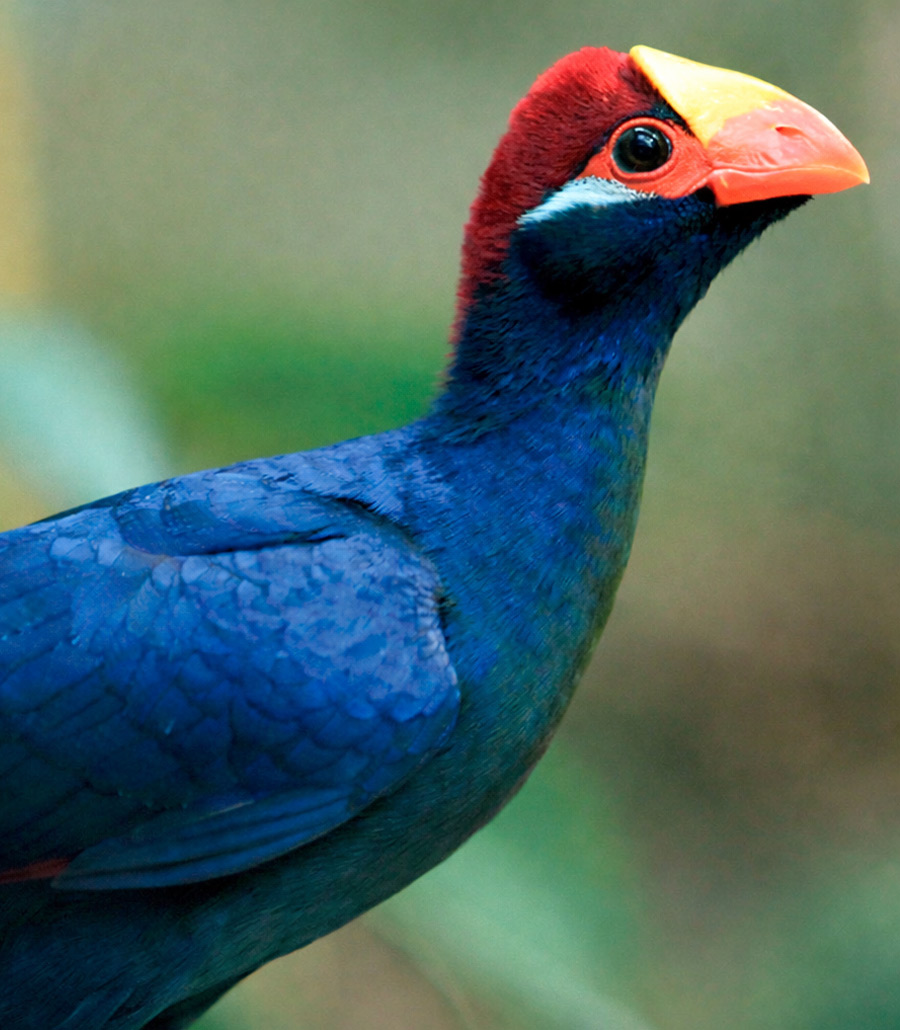 Violet Turaco showing its striking red crest and yellow beak at Paultons Park